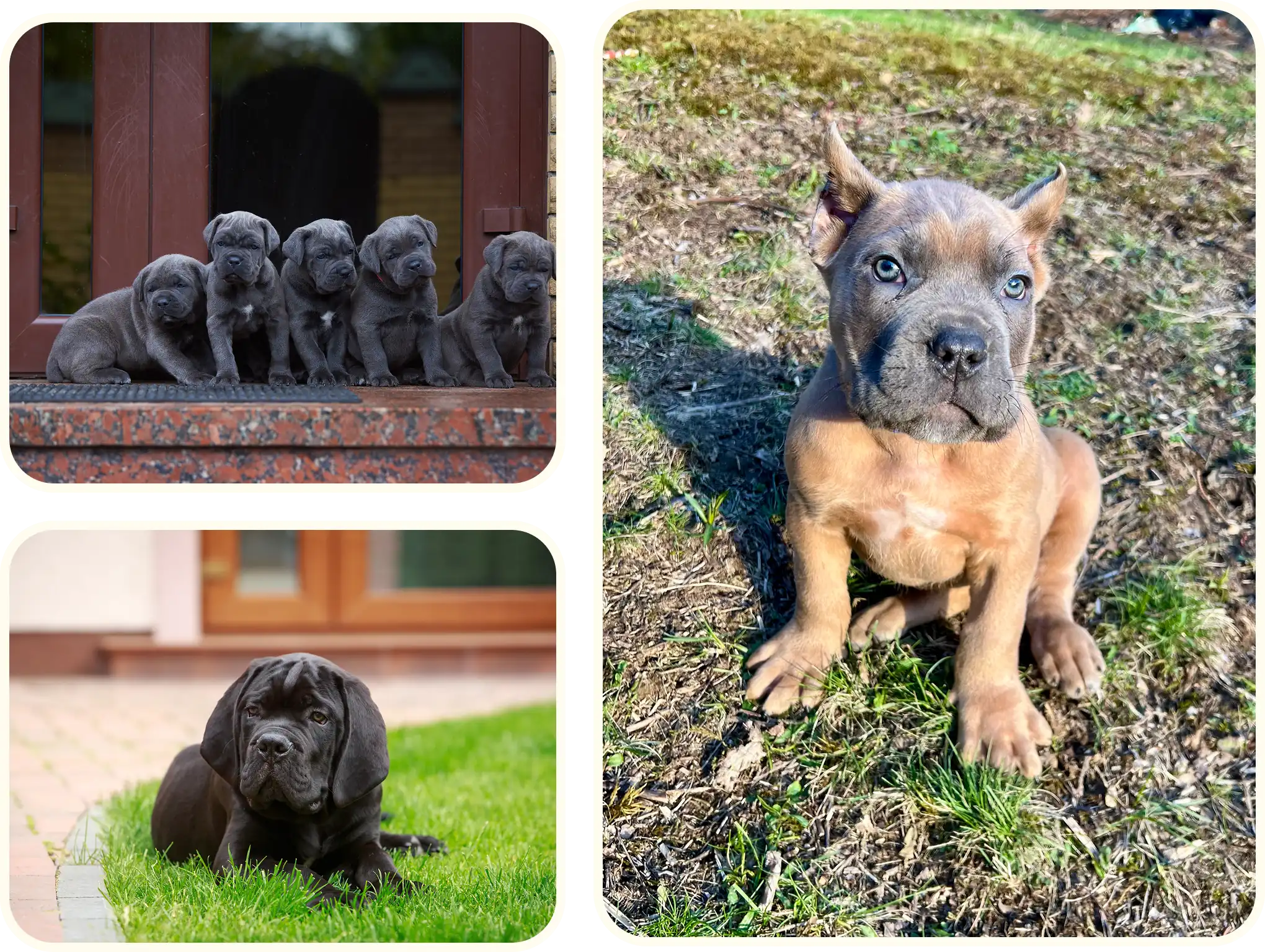 Cute puppies playing on grass and porch.