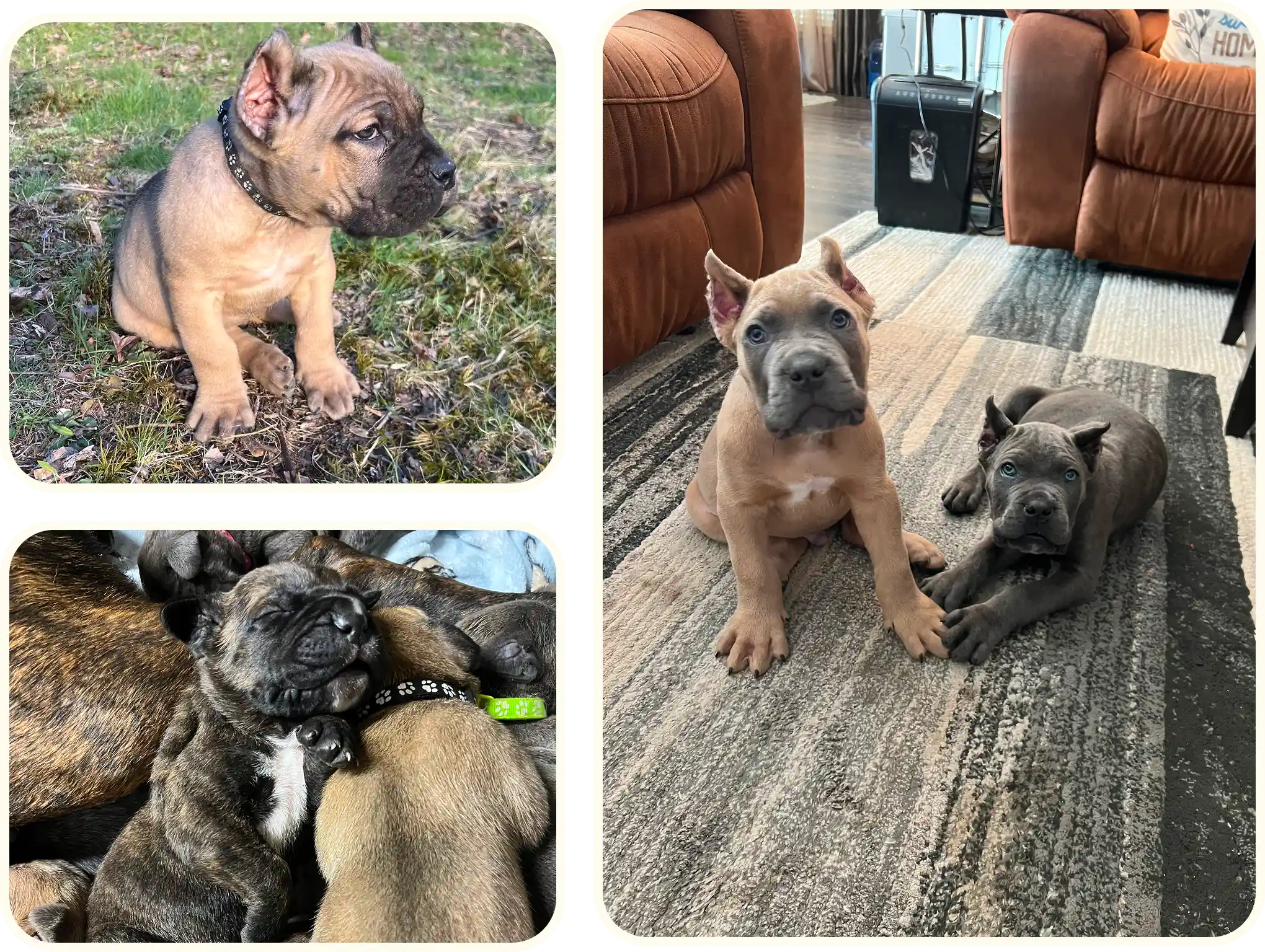 Cute puppies sitting and cuddling together.
