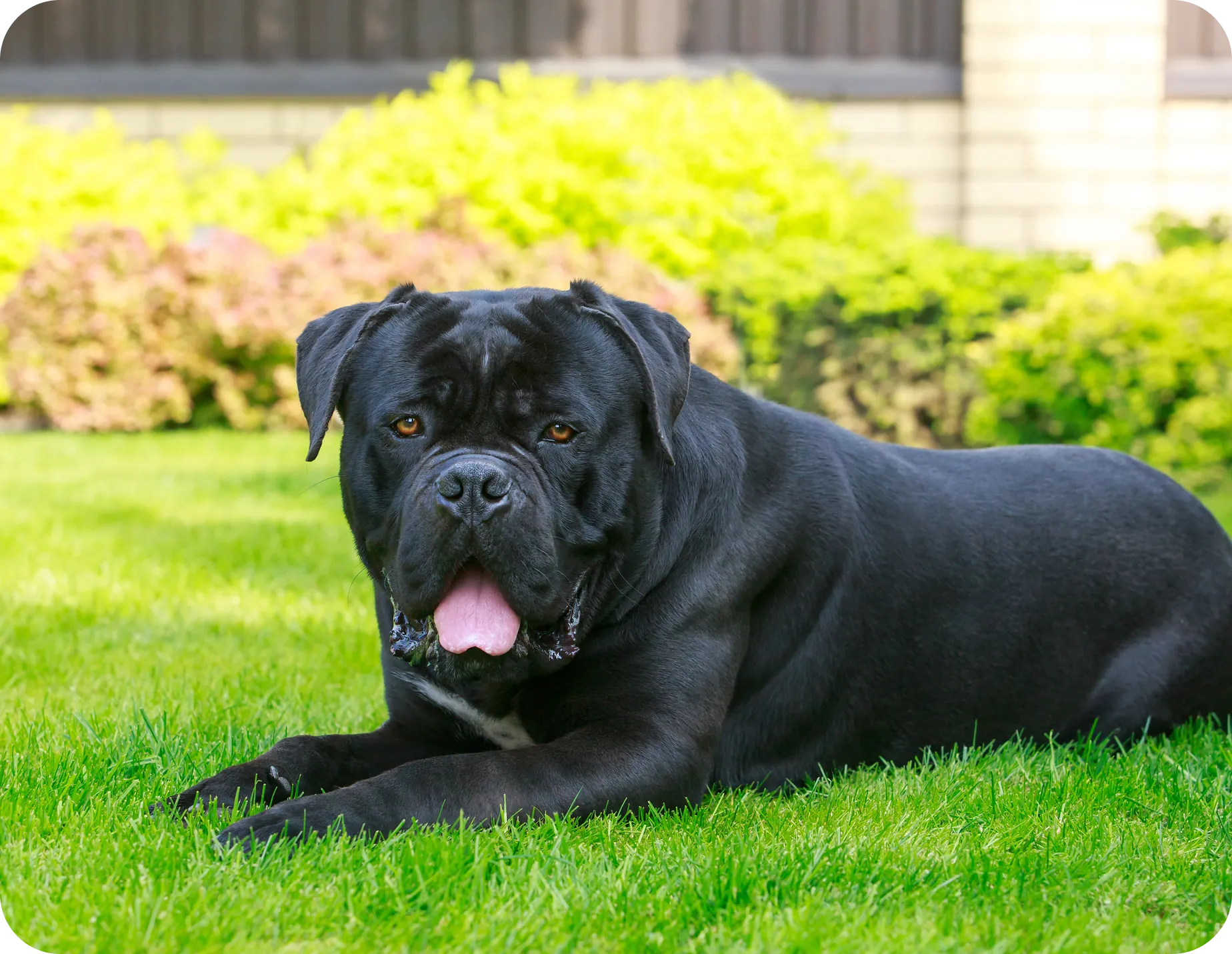 Black dog lying on green grass outside.