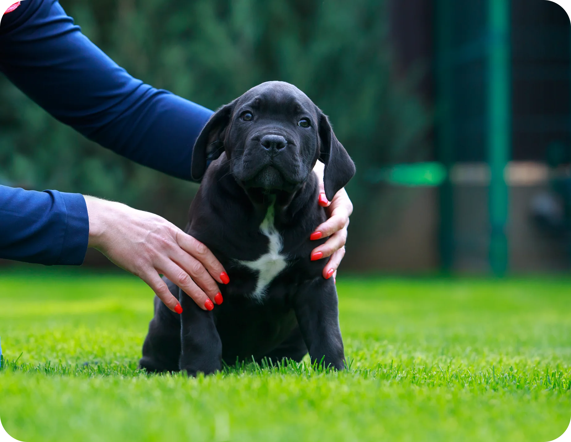Person holding a black puppy on grass.